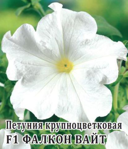 Профессиональные Семена Цветов Купить В Интернет Магазине