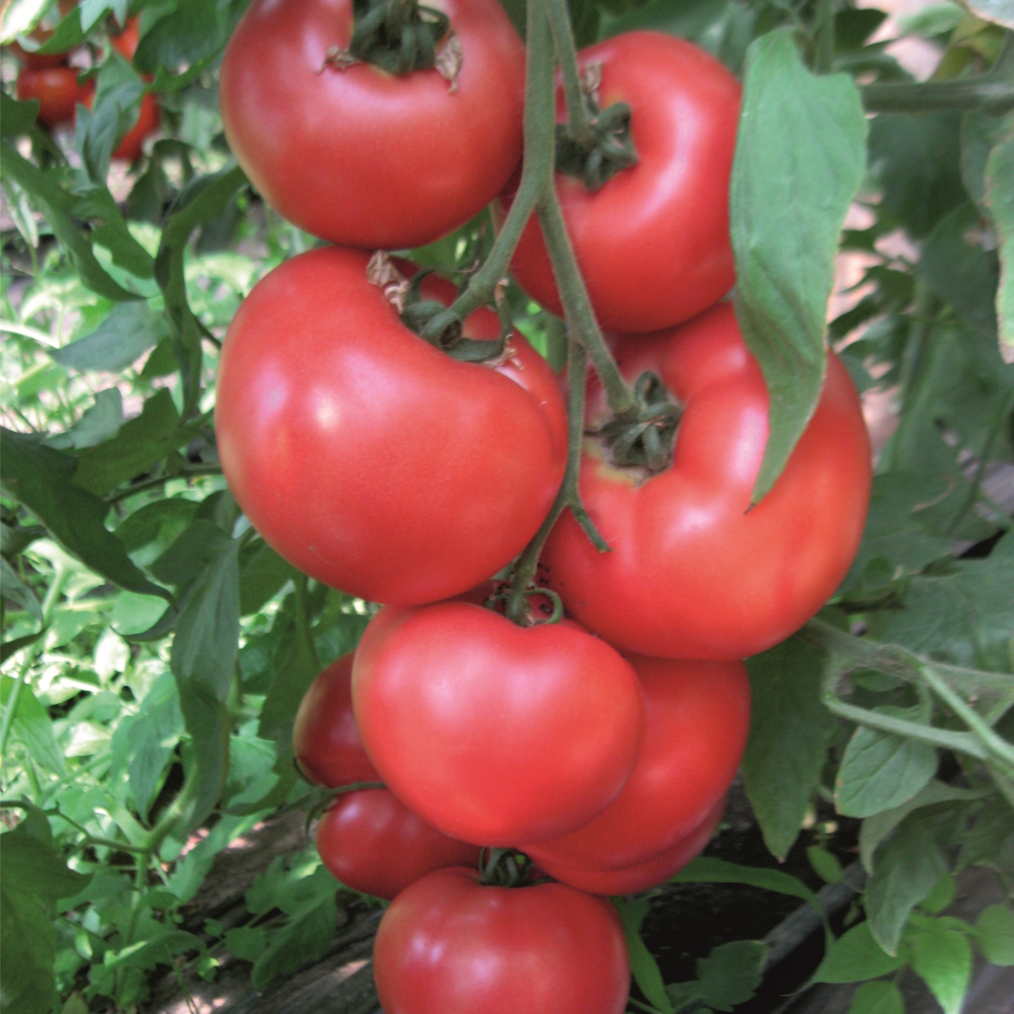 Купить семена помидор Фенда F1 на дачу почтой | оптом и в розницу