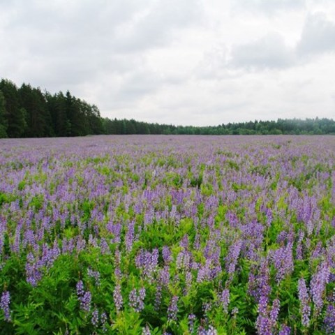 Люцерна