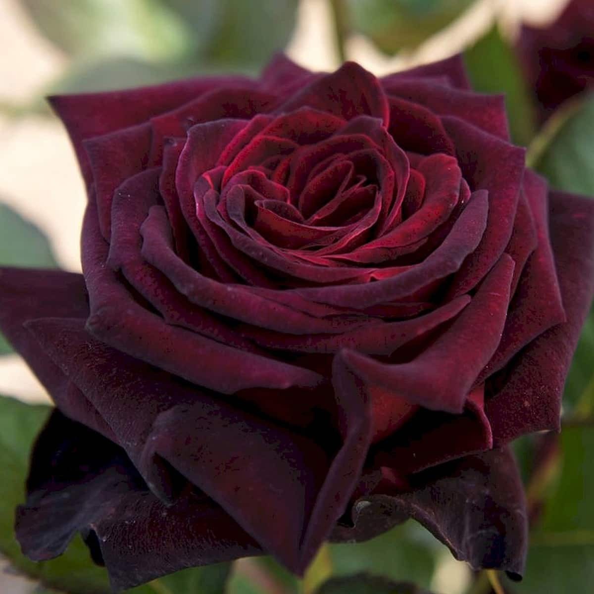 Розы Папе Фото