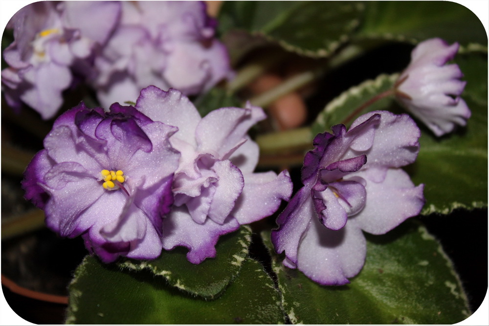 Бакай седактресс фиалка. Фиалки бакай. Фиалка buckeye seductress. Фиалки бакай. Фиалка buckeye ballet master.